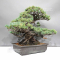 PT Pinus pentaphylla du Japon 1711236