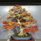 acer palmatum seigen ref :042025