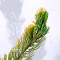 Pinus parviflora du Japon "goldilock"