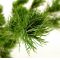Pinus parviflora ssp. pentaphylla hagoromo pot 4.l