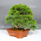VENDU juniperus chinensis itoigawa ref: 05110242