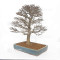 Acer buergerianum ref :21020253