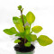 hosta lemon snap