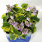 Hosta school mouse