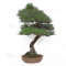 Pinus thunbergii ref:12070251