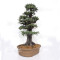 juniperus rigida ref: 19070252