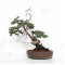 Juniperus rigida 21070252