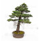 picea  jezoensis 28070251