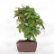 carpinus turczaninowii ref : 23070251