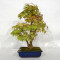 Acer palmatum ref: 23070252