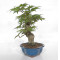 acer palmatum seigen  ref : 23070253