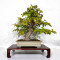 pseudocamelia japonica 23070254