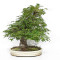 acer palmatum beni chidori 23070255