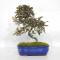 eleagnus pungens maculata aurea 12020258