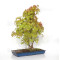 Acer palmatum ref: 24070251