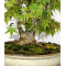 Acer palmatum ref: 24070252
