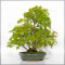 VENDU acer palmatum ref: 24070254
