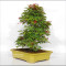 acer palmatum deshojo 24070253