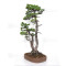 PINUS PENTAPHYLLA ref: 24070255