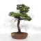 Pinus pentaphylla du Japon ref :24070256
