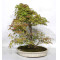 acer palmatum beni chidori 24070257