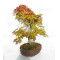 acer palmatum deshojo 17030234