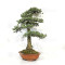 PINUS PENTAPHYLLA ref: 12020252