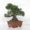 Pinus thunbergii ref: 120202512