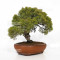juniperus chinensis itoigawa ref 12020255