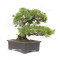 Pinus pentaphylla ref 12020253