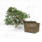 pinus pentaphylla 12020259