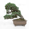 pinus pentaphylla nasu musume  ref:21020252