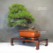 pinus thunbergii 12100241