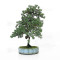 juniperus rigida ref: 210202514