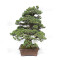pin 5 aiguilles kokonoe ref 210202512