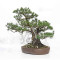 Pinus pentaphylla ref: 21020258
