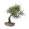 pinus densiflora ref : 210202511
