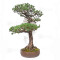 Pinus pentaphylla ref: 21020254