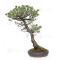 Pinus pentaphylla ref:21020256