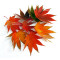 acer shirasawanum jordan seeds