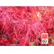 graines d'acer amoenum enkan