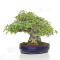 acer buergerianum ref: 18080233