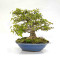 Acer buergerianum ref:25090251
