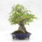 acer buergerianum ref: 25090252
