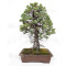 pinus pentaphylla ref: 25090254