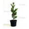 pinus pentaphylla "ryu ju"