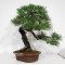 Pinus thunbergii ref: 28070262