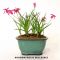 Set of 4 rhodohypoxis 2 apple blossom + 2 millioid