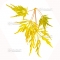 Graines d'Acer Matsumurae Seki mori