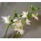 Habenaria radiata white egret orchid 1 bulb